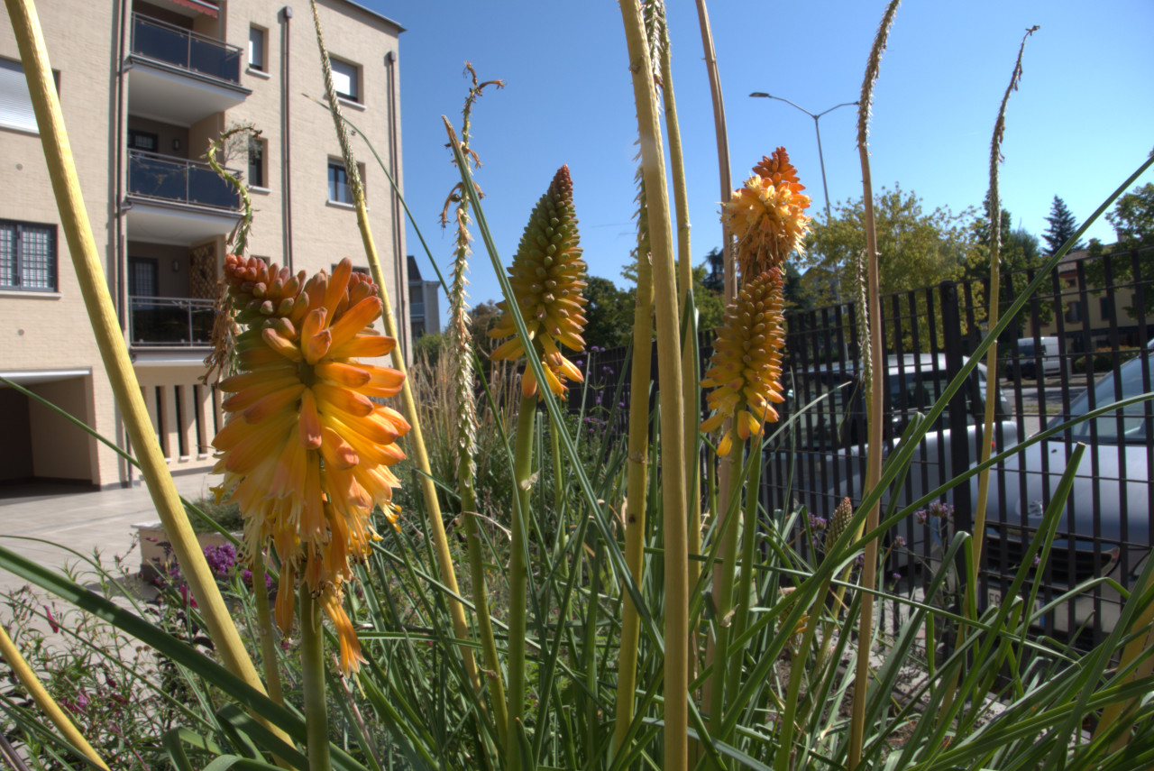 PROGETTAZIONE PARCHI E GIARDINI