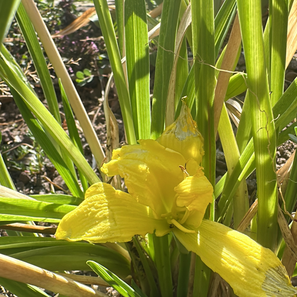 GIARDINAGGIO E REALIZZAZIONE GIARDINI